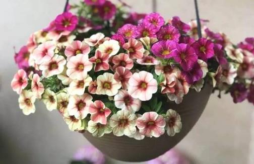 都市家庭陽臺養花給花提供一個適合生長的環境