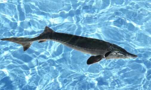 鱘龍魚的簡介-鱘龍魚的價值