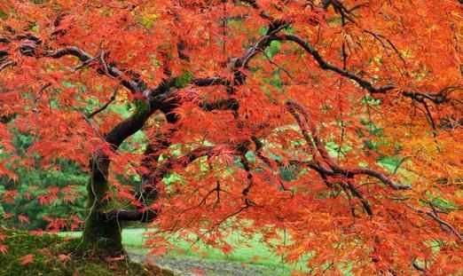 植物百科著名觀賞樹種——槭樹