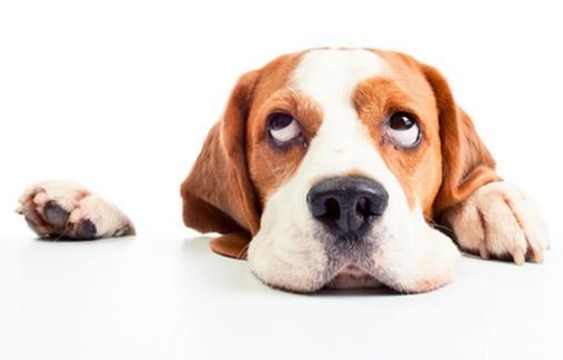 為啥狗鼻子變紅了？這才是真相！