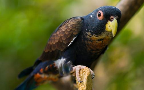 青銅翅鸚鵡的產地青銅翅鸚鵡的簡介