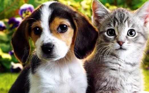 狗在家裡的適宜溫度是多少新生小狗應注意保溫