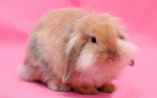 西施兔怎麼養?西施兔吃什麼?