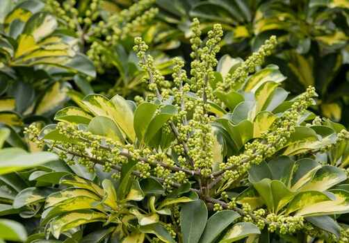 鹅掌柴的風水學應用-鹅掌柴在家居中的作用
