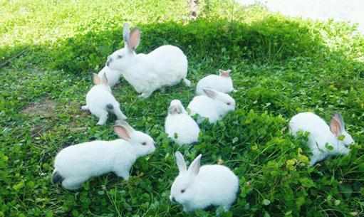 青紫藍兔的簡介-青紫藍兔是什麼品種？