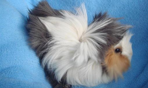 長卷毛天竺鼠怎麼養？長卷毛天竺鼠飲食要點