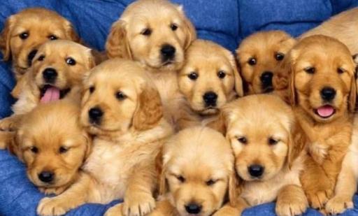 金毛多少錢一條？金毛犬如何餵養？