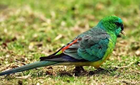 紅腰鸚鵡如何人工飼養？紅腰鸚鵡飼養方法