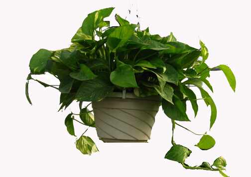 綠蘿葉子發黃怎麼辦？綠蘿怎麼養？