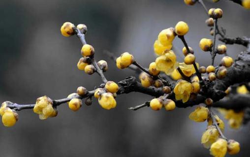 花卉禿杆的解決方法