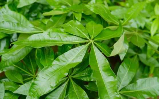 小盆栽的發財樹能長大嗎發財樹小盆栽怎麼養