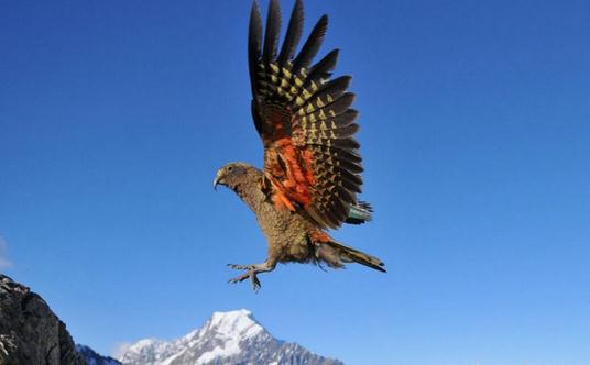 啄羊鸚鵡有什麼生活習性？