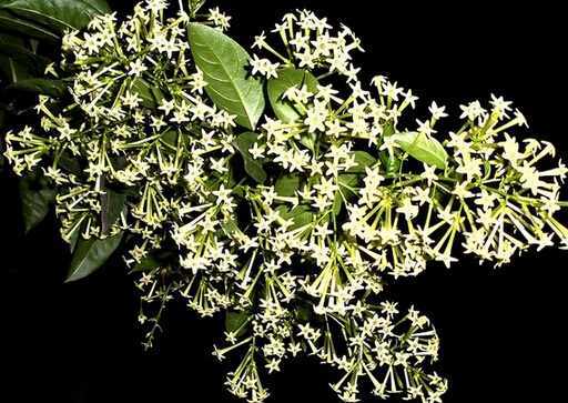 夜來香花的介紹-夜來香花的風水學應用