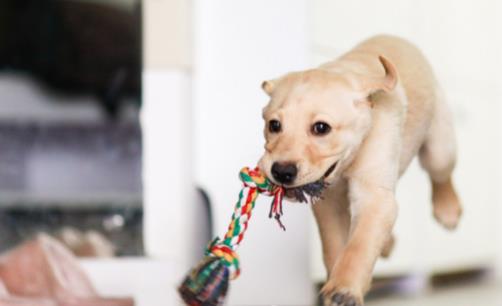 養狗人必知的狗狗嘔吐情况小狗不吃東西還吐怎麼辦