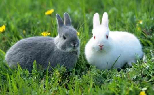 福建黃兔多少錢能買到？福建黃兔的簡介