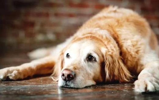 警惕這幾種疾病狗狗和人類會互相傳染