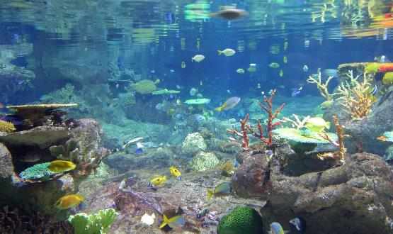 家中放魚缸有利於身體健康給養魚新手的一些建議