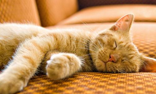 美國卷耳猫感染猫瘟應該如何治療