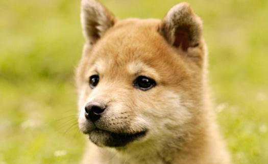 秋田犬是什麼品種？秋田犬怎麼養？