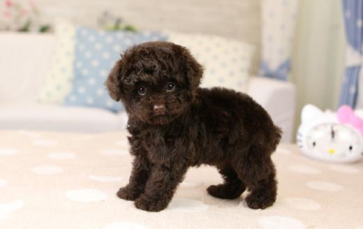 三個月的泰迪怎麼養養泰迪必須具備的條件