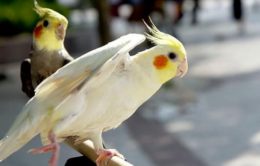 雞尾鸚鵡的外形特徵雞尾鸚鵡的簡介