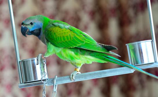 大緋胸鸚鵡和小緋胸鸚鵡有什麼區別？