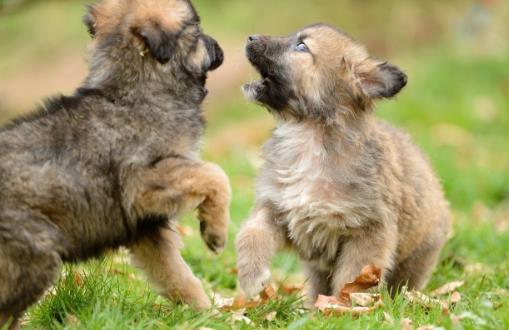 狗狗並不總是想喜歡被撫摸，在這三個場合，碰一下它都會發怒！
