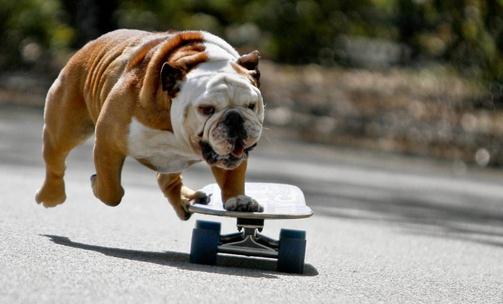 迎接鬥牛犬新犬要做好哪些準備工作