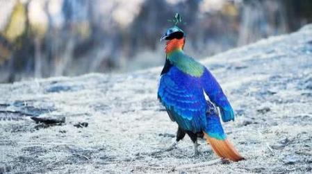 尼泊爾國鳥九色鳥棕尾虹雉中國一級保護動物