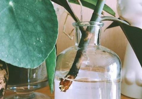 生根劑不用買，水裏撒點它們，多蔫的枝條，插個根就能活