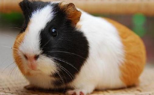 荷蘭鼠怎麼養？荷蘭鼠的歷史