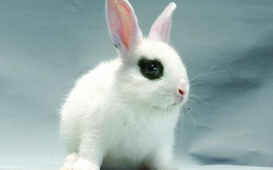 海棠兔產自哪裡？海棠兔的環境溫度控制