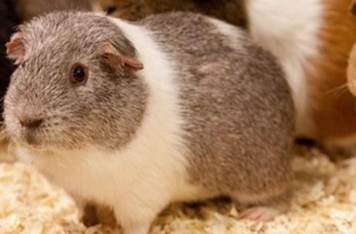 斯蘭德天竺鼠怎麼養？斯蘭德天竺鼠的習性
