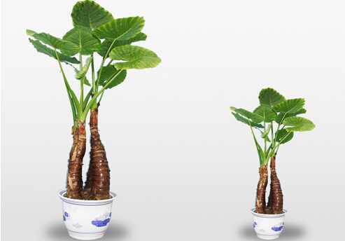 滴水觀音有毒嗎?家裡有寶寶能養滴水觀音嗎?