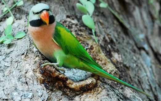 大緋胸鸚鵡的產地大緋胸鸚鵡的簡介