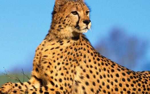 豹子小身軀有著大能量關於豹子的冷知識