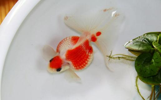 珍珠金魚怎麼養？珍珠金魚餵食方法