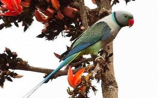 紫紅頭鸚鵡應該如何飼養？