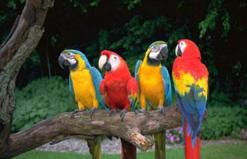 栗額金剛鸚鵡飼養方法栗額金剛鸚鵡的價格