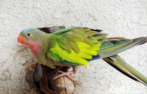 公主鸚鵡的飼養方法公主鸚鵡價格