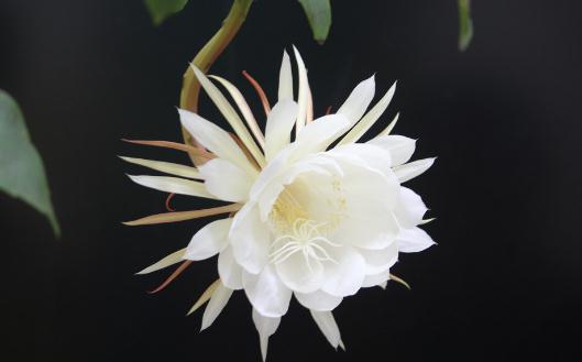 曇花對家居環境的影響-曇花是怎樣的?