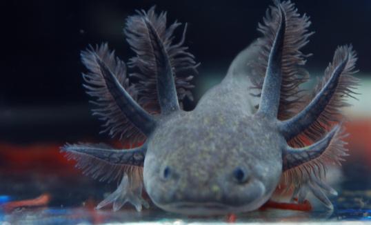 六角龍魚的魚缸怎麼佈置？六角龍魚的簡介