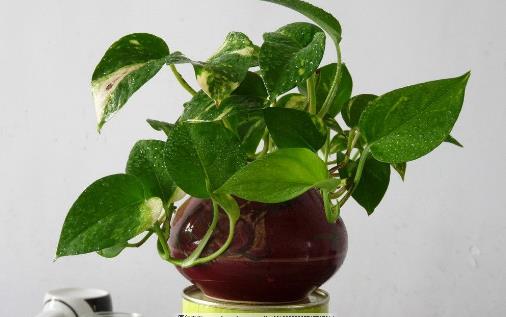 室內觀葉植物種類多差异大觀葉植物的常見問題診治