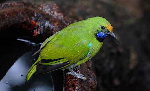 藍翅金剛鸚鵡的飼養方法藍翅金剛鸚鵡的壽命