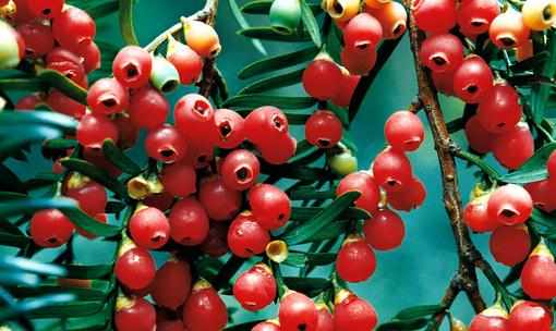 紅豆杉是什麼?紅豆杉怎麼養殖?