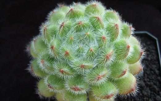 多肉植物如何進行葉插繁殖?