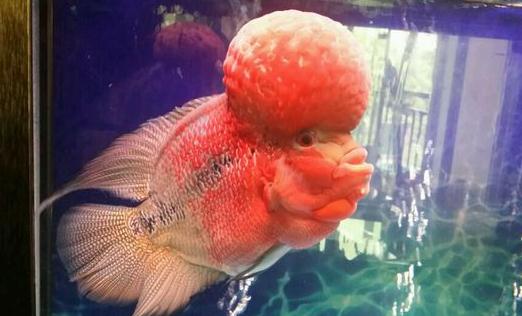 羅漢魚的簡介-羅漢魚的養護技巧