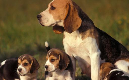 比格犬多少錢一隻？比格犬如何餵養？