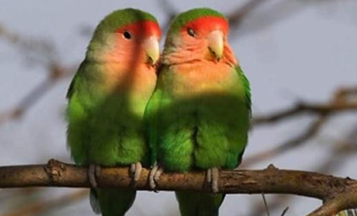桃面愛情鳥怎麼分公母？桃面愛情鳥的價格