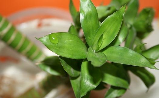 富貴竹的寓意-富貴竹怎麼養殖?